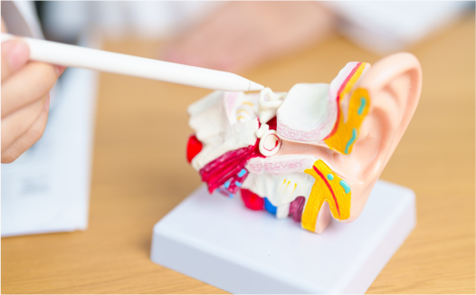 A hand holds a pointer directed at a colorful anatomical model of the human ear resting on a stand. The model illustrates various ear components, including the outer ear, middle ear, and inner ear structures. The background is a light wooden surface.